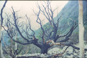 0452 PAINE - cestou do kempu Italiano.jpg